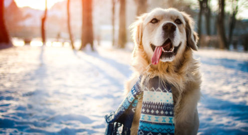How do you keep your dog safe and warm during the winter months?