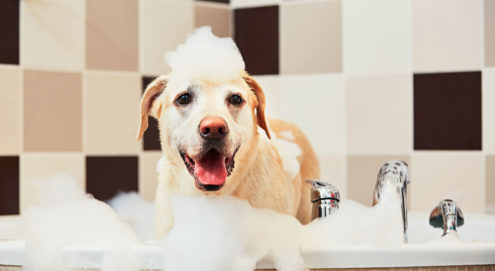 Dog showering and Bathing Essentials